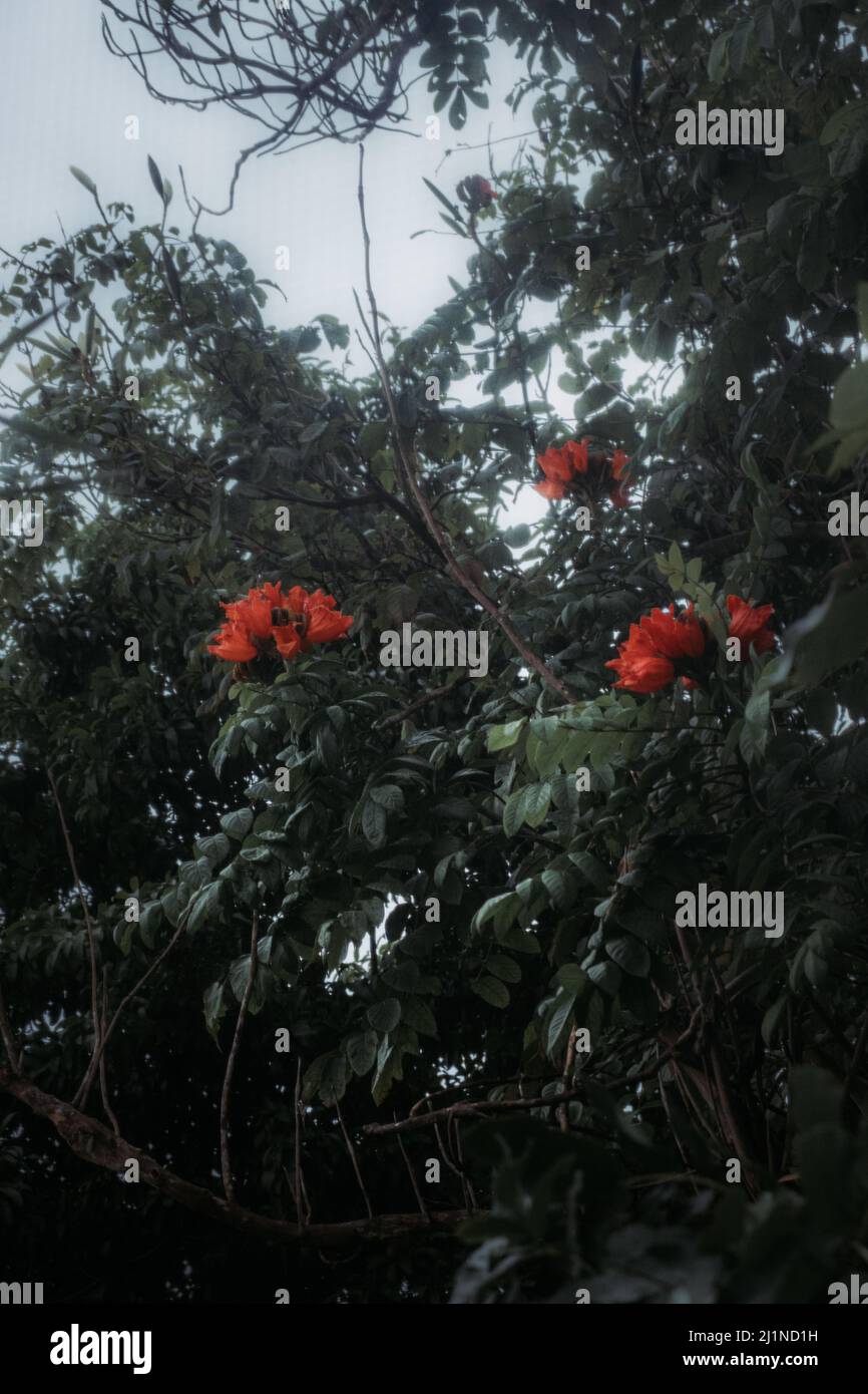 Un gros plan vertical de l'arbre de tulipe africaine Spathodea en fleurs Banque D'Images