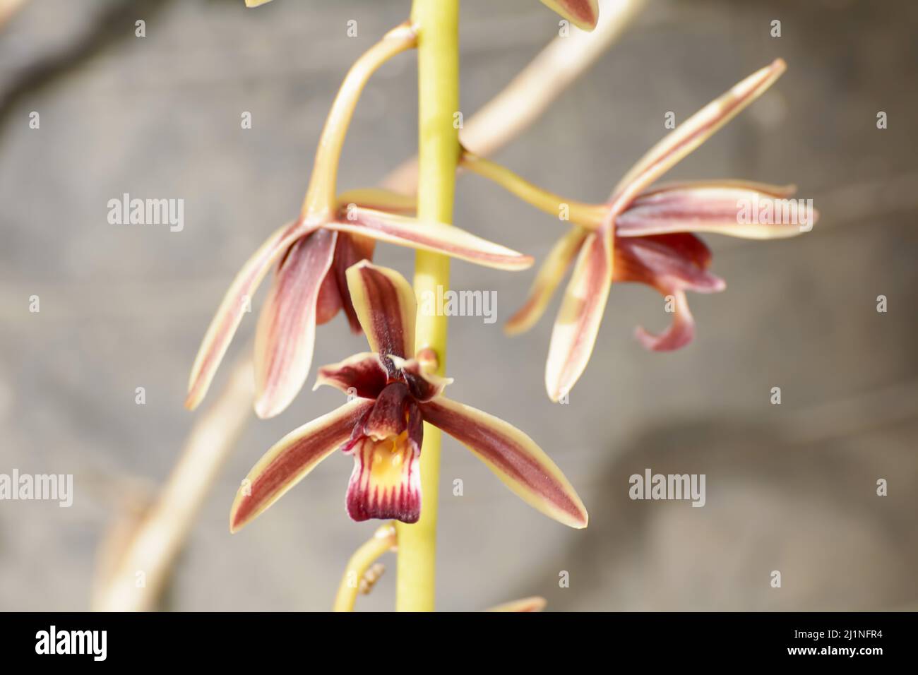 Un gros plan de l'orchidée épiphytique de Cymbidium aloifolium Banque D'Images