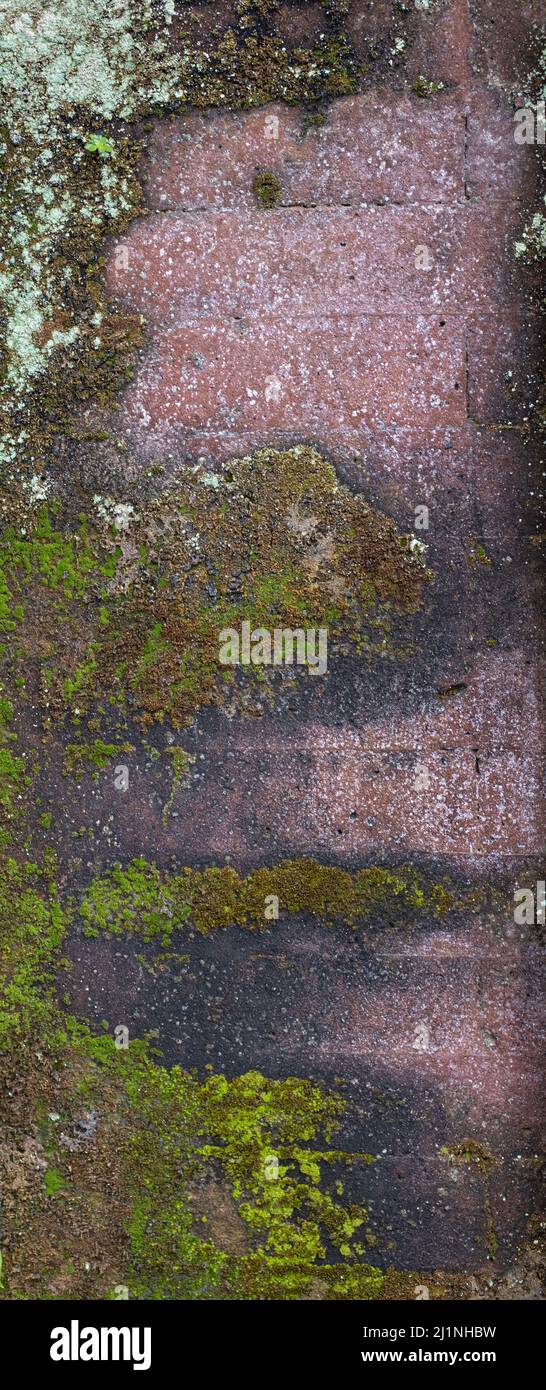 Texture d'arrière-plan de mur en béton ancien et abîmé avec mousse verte et motif abstrait naturel avec couleurs et fissures assorties. Banque D'Images