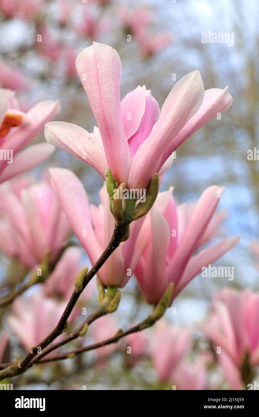Les bourgeons floraux des arbres magnolia commencent à fleurir avec un foyer sélectif avec une faible profondeur de champ et un arrière-plan bokeh Banque D'Images