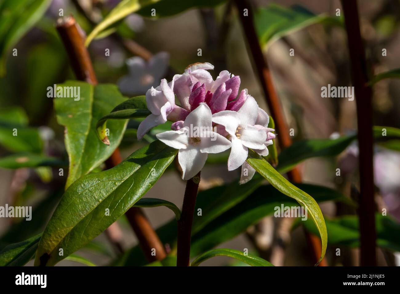 Daphne bolua 'Jacqueline Postill' un arbuste à fleurs d'hiver et de printemps à feuilles persistantes avec une fleur de printemps rose, image de stock photo Banque D'Images