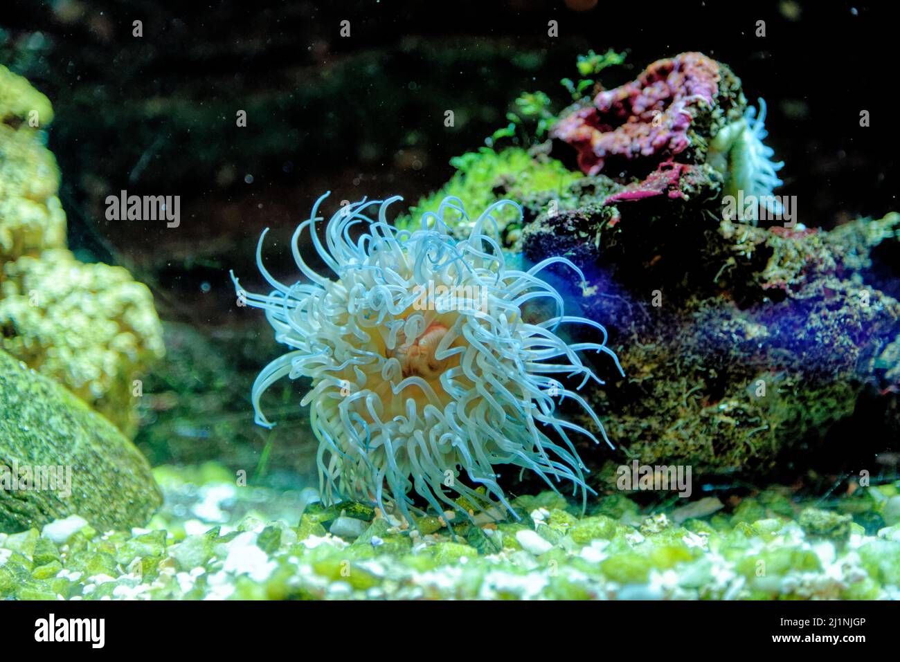 Anemone de Beadlet, anémone de mer rouge, anémone de Plum, anémone de Beadlet (Actinia equina), sur une pierre dans l'aquarium de Gênes à Gênes, Ligurie, Italie Banque D'Images