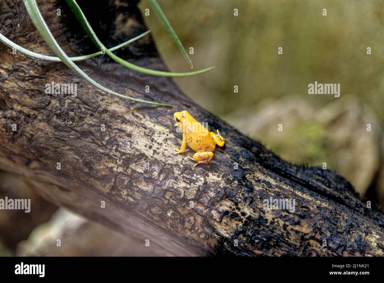 Mantella d'or (Mantella aurantiaca) dans l'aquarium de Gênes à Gênes, Ligurie, Italie Banque D'Images