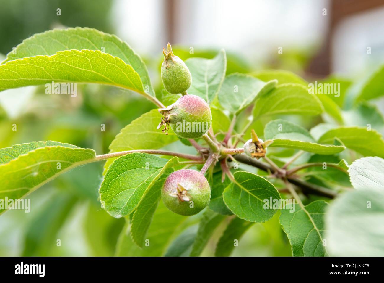 développement des fruits de pomme et protection des fruits contre les maladies et les ravageurs, ainsi que la nutrition et l'arrosage des plantes en temps opportun pour le devel de fruit favorable Banque D'Images