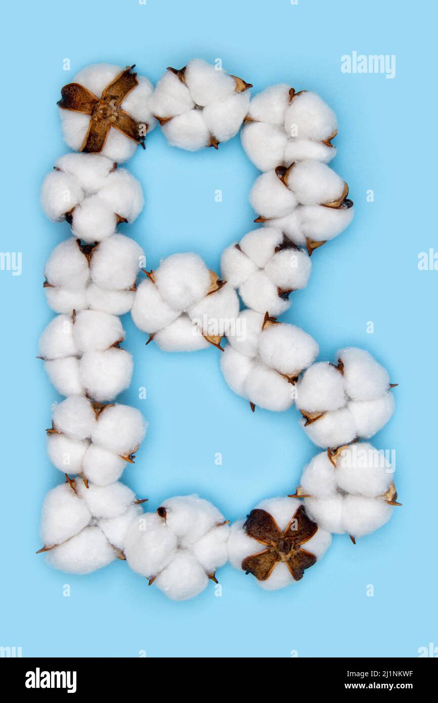 Lettre B en fleurs de coton et isolée sur fond bleu Uni. Concept de l'alphabet floral. Une lettre de l'ensemble de police de coton facile à empiler. Banque D'Images