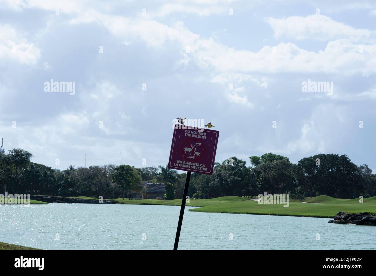 Deux oiseaux reposent sur un panneau avec du texte en espagnol et en anglais « ne pas nourrir la faune », dans un parc public à Playa del Carmen, Mexique Banque D'Images