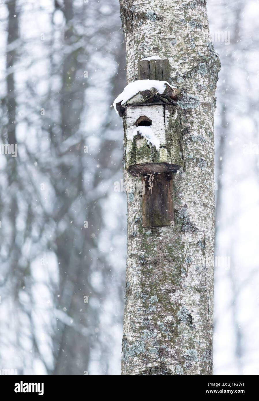 Gros plan d'une boîte de nidification d'oiseau en bois fixée à un arbre. Banque D'Images