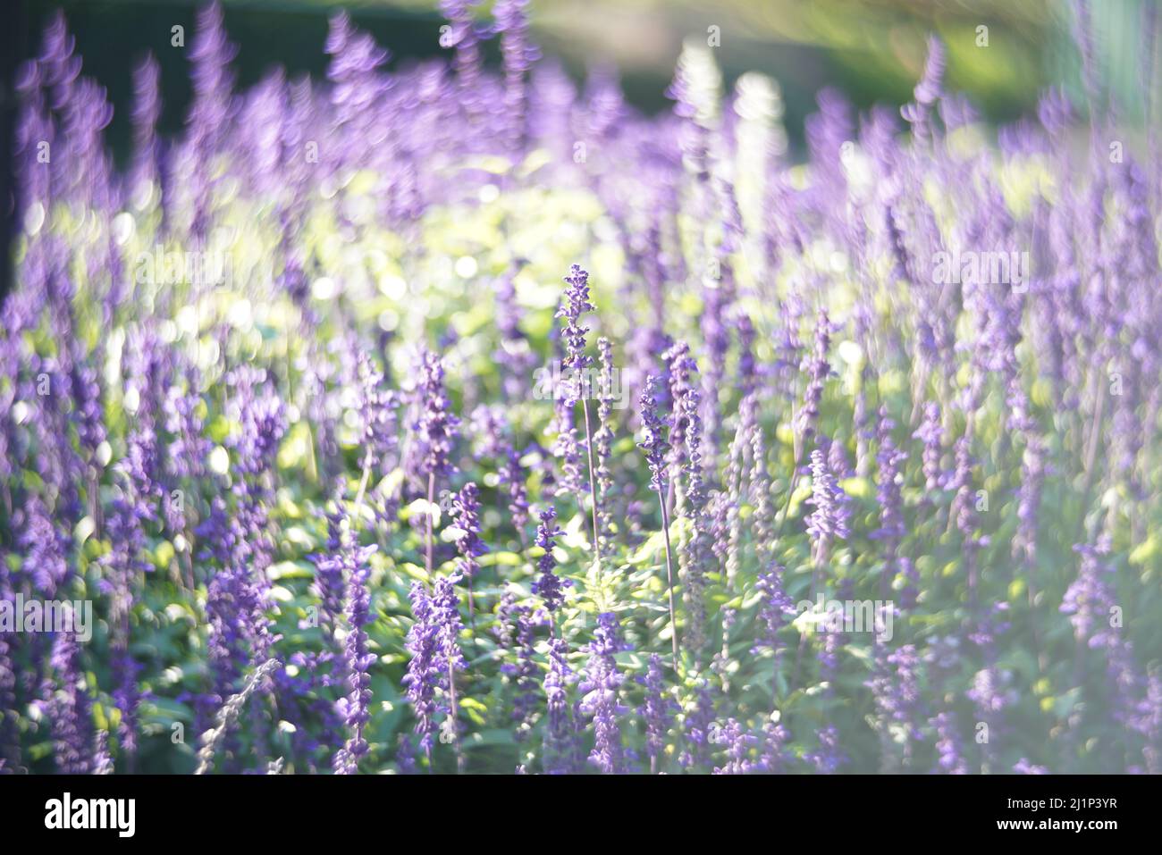 Un gros plan de sages communs qui fleurissent dans le jardin Banque D'Images