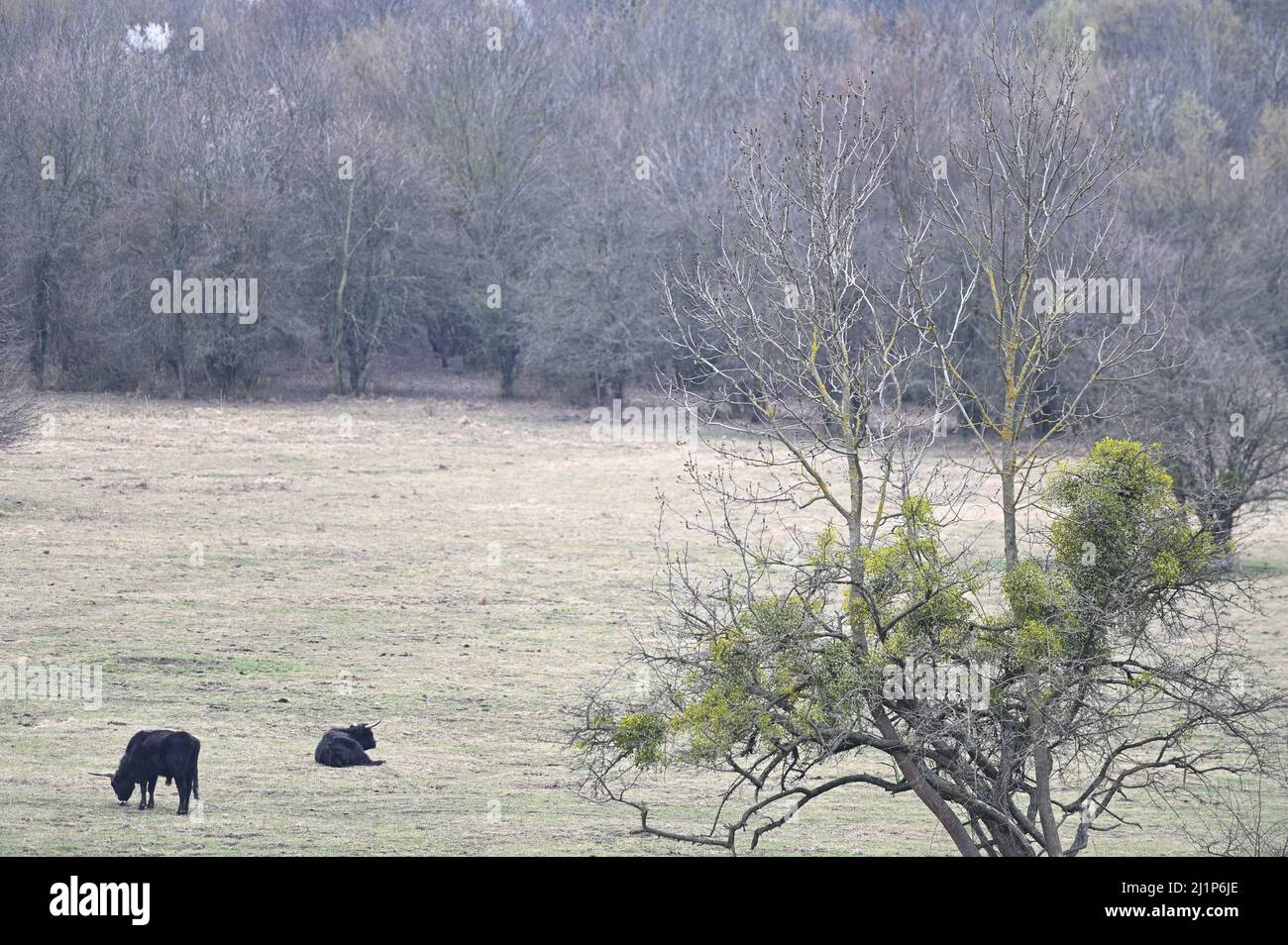 Le bétail de Heck (Bos primigenius f.taurus) dans le Tiergarten de Lainzer est un de plusieurs aurochs-comme le bétail Banque D'Images