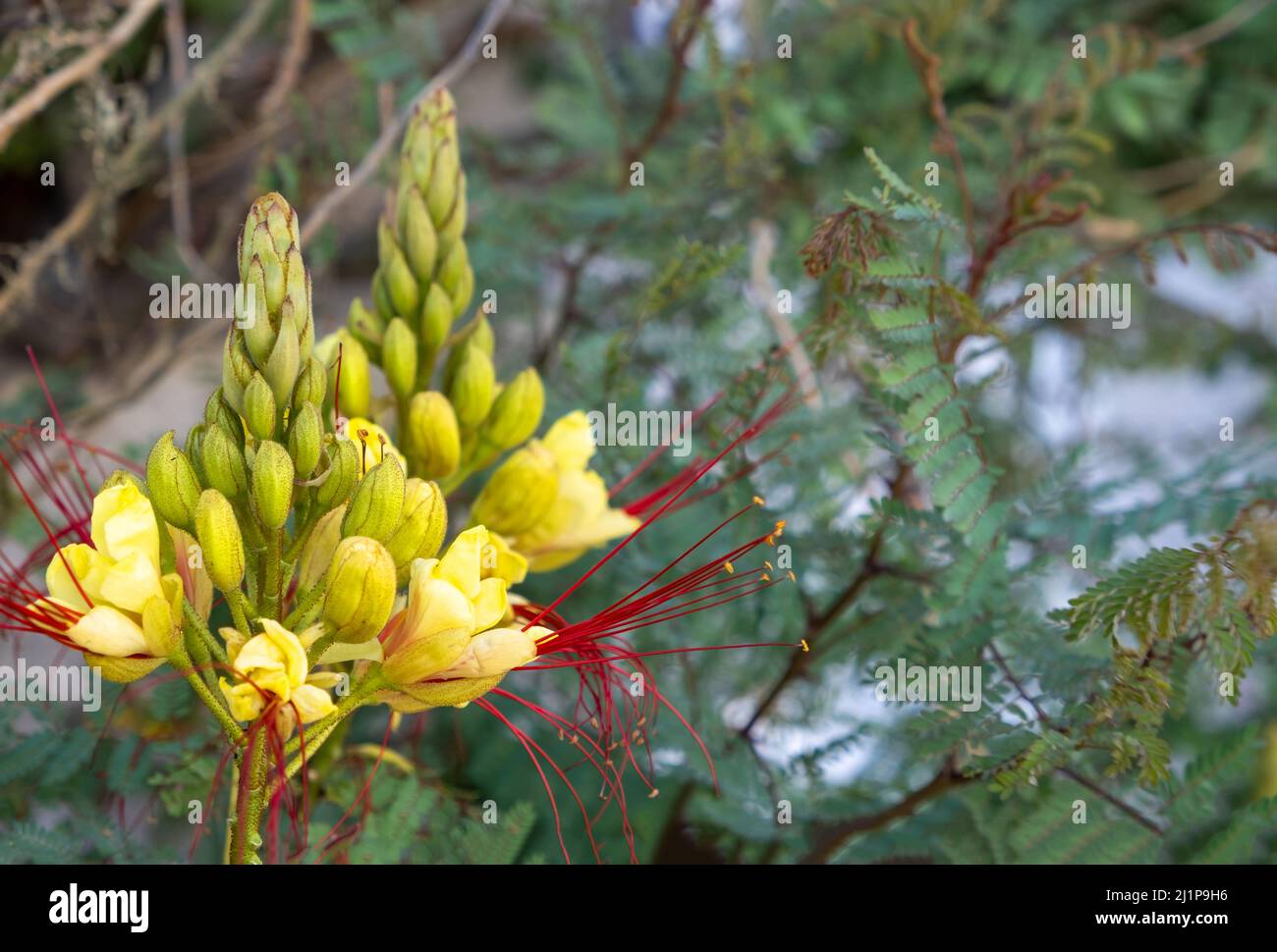Erythrostemon Gilliesii ou arbuste de l'oiseau du Paradis, fleur jaune avec de longues étamines rouges. Flore florissante, plante sauvage tropicale avec des graines vertes toxiques. Clos Banque D'Images