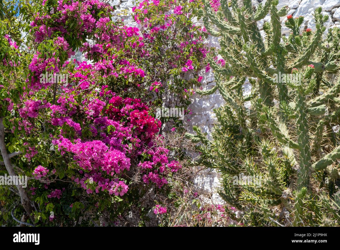 Bougainvillea spectabilis pévergreen, fleur pourpre plante ornement épineuse et cactus vert épineux avec fleur conique rouge, fleurs tropicales sauvages succulentes Banque D'Images