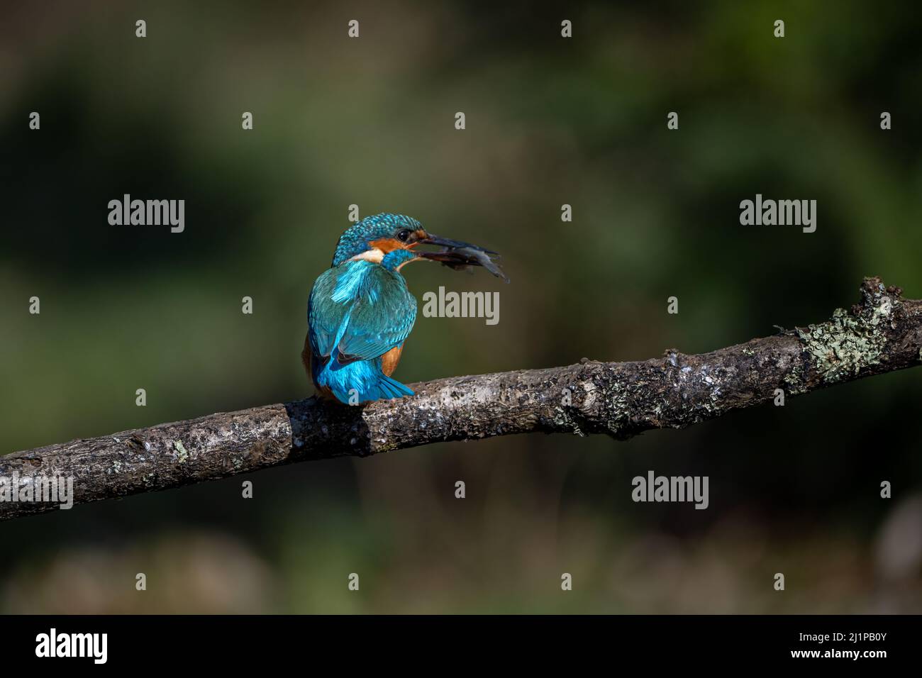 Un mâle de kingfisher (Alcedo Atthis) est assis sur une succursale avec une prise récente dans sa longue et mince facture. Banque D'Images