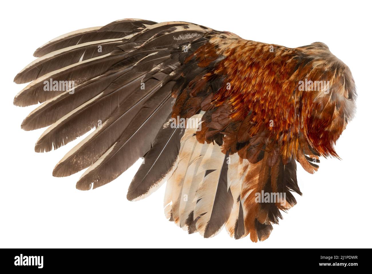 Plumes d'ailes plumage coq poulet oiseau oiseau oiseau côté gauche isolé sur fond blanc Banque D'Images