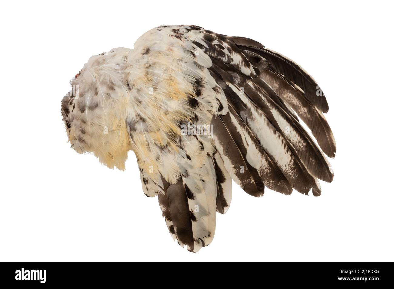 Plumes d'ailes plumage coq poulet oiseau oiseau côté droit isolé sur fond blanc Banque D'Images