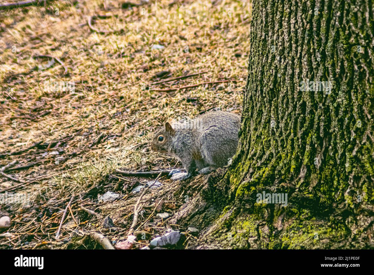 L'ami à fourrure est assis près de l'arbre prêt à courir Banque D'Images