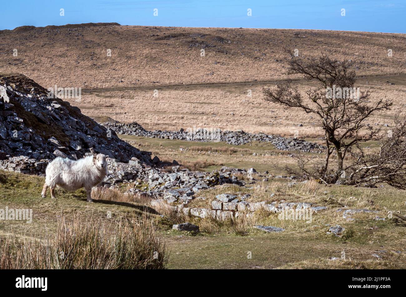 Moutons et arbres sur Dartmoor Devon Banque D'Images