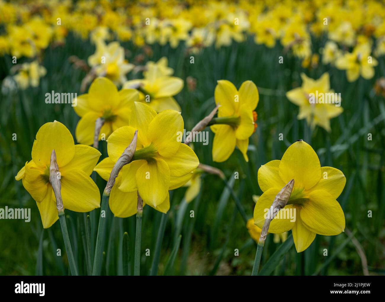 Jonquilles printanières en pleine floraison dans la 'Daffodil Valley' au Waddesdon Manor dans le Buckinghamshire. Banque D'Images