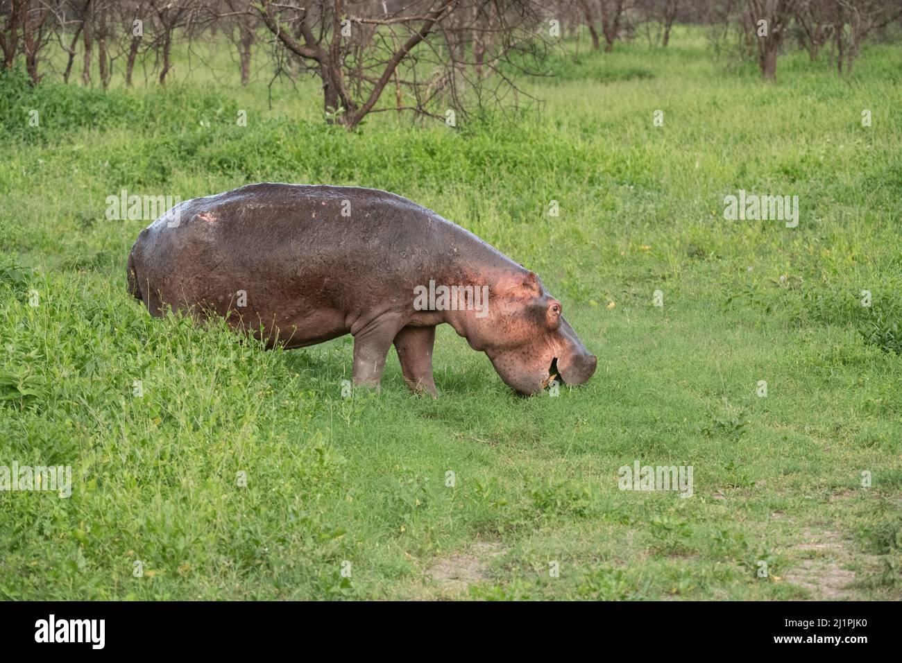 Hippo Out of Water, Tanzanie Banque D'Images