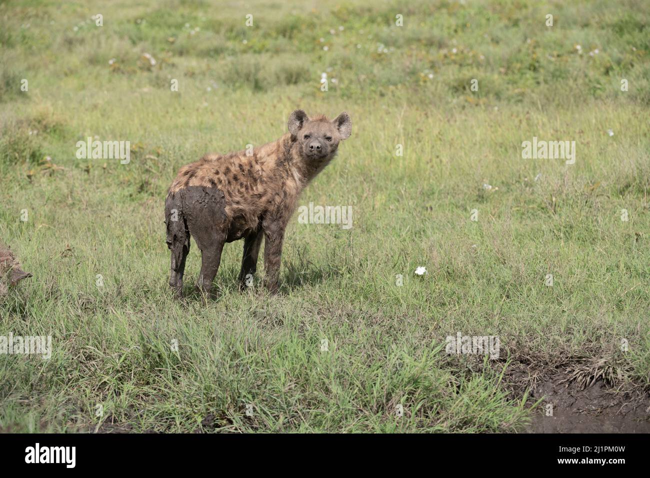 Spotted Hyena, Tanzanie Banque D'Images