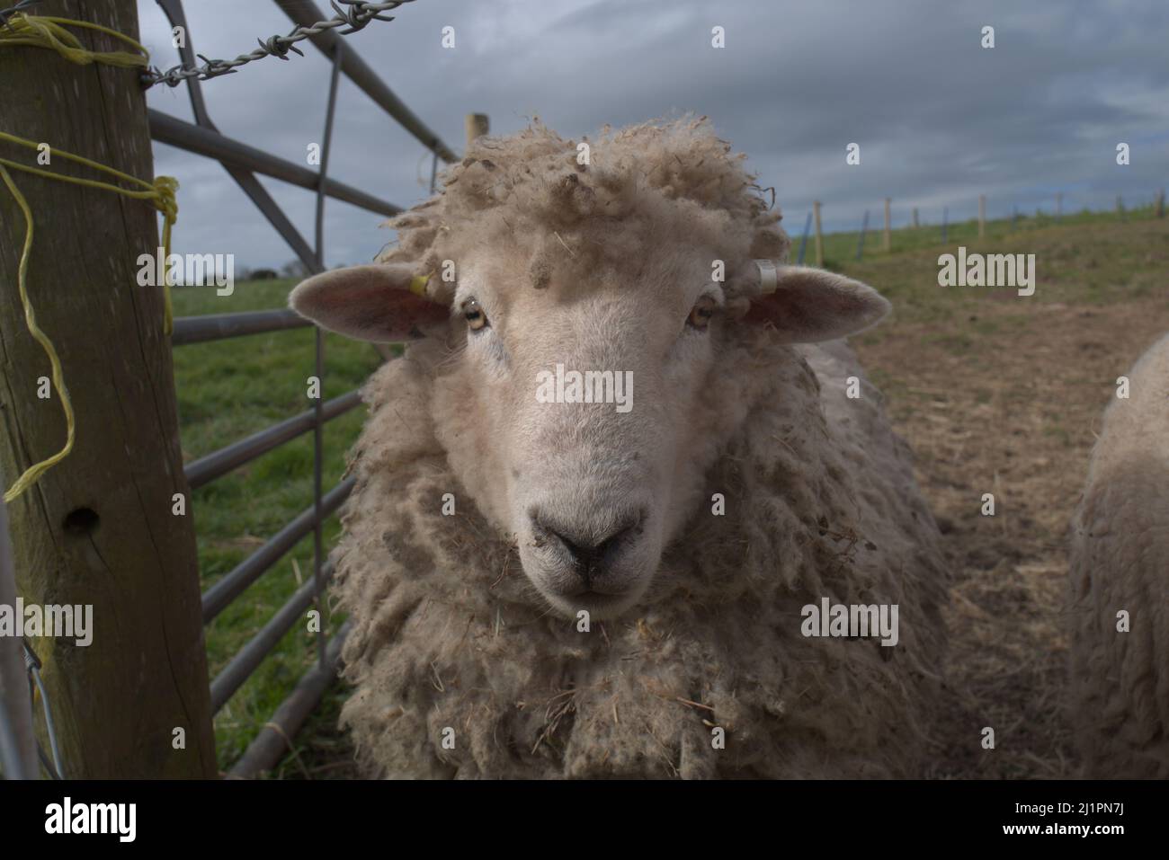 Woolley Sheep dans un champ de Shropshire Banque D'Images