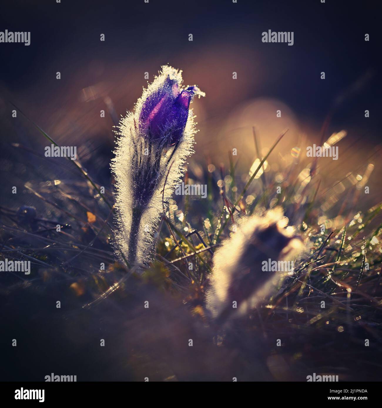 Les fleurs du printemps. Floraison magnifique pasque flower et sun avec un fond de couleur naturelle. (Pulsatilla grandis) Banque D'Images