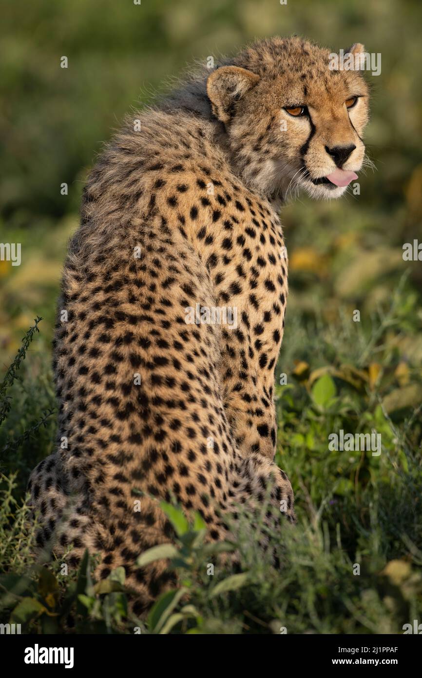 Cheetah dans la région de Ndutu, Tanzanie Banque D'Images