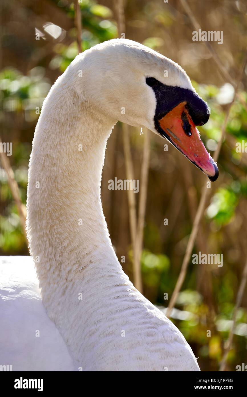 Cygne blanc Banque D'Images