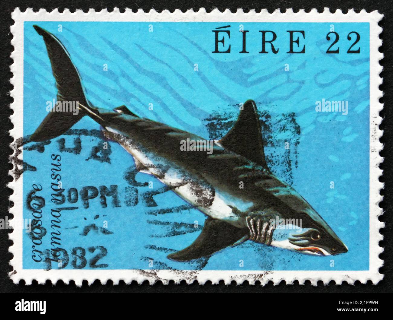 IRLANDE - VERS 1982 : un timbre imprimé en Irlande montre le requin-taupe commun, Lamna nasus, est une espèce de requin-maquereau, vers 1982 Banque D'Images