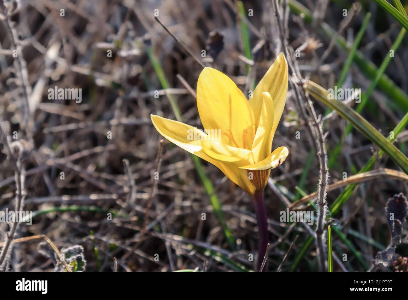 Fleur de Crocus susianus jaune au printemps Banque D'Images