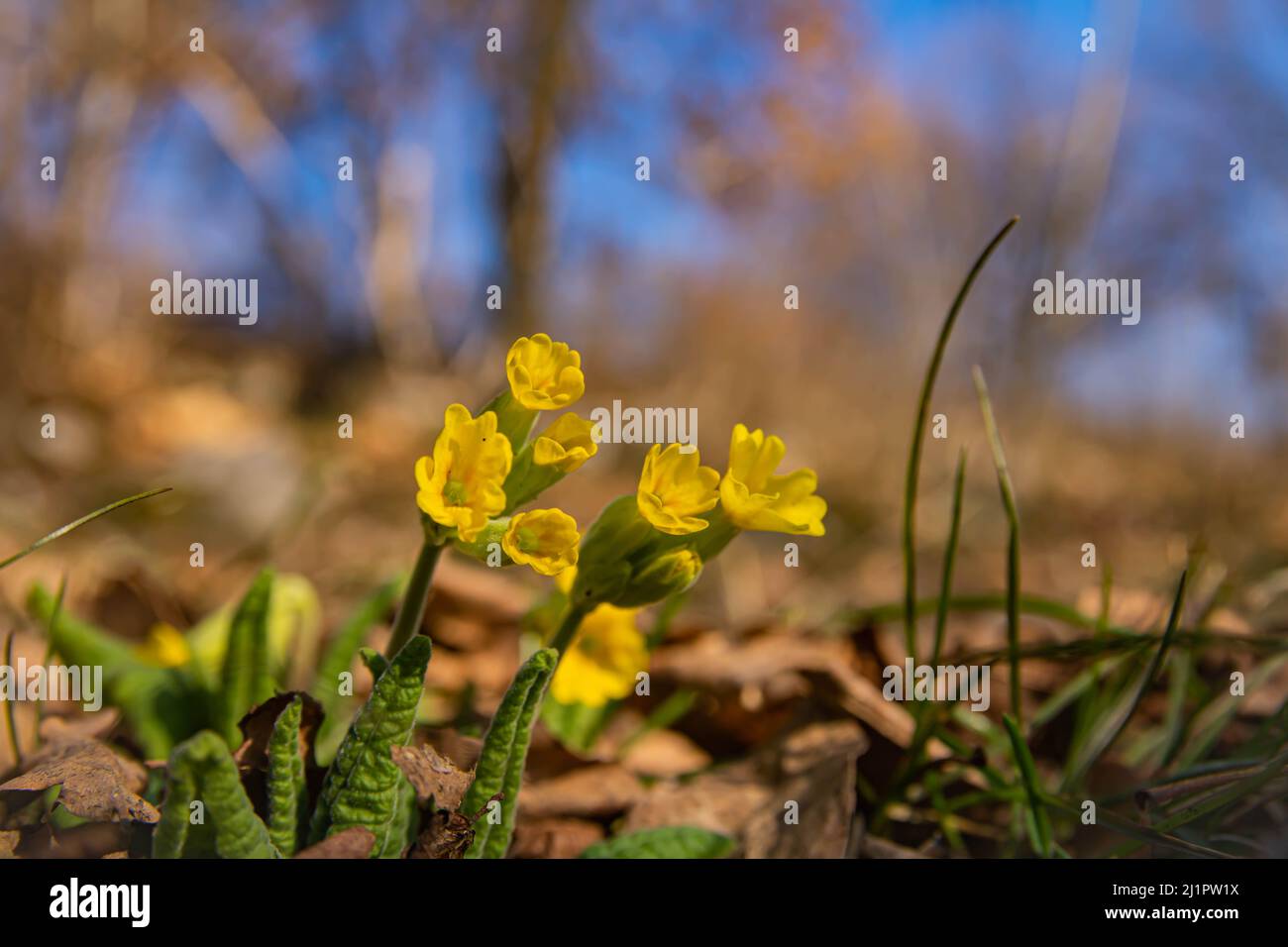 Primula floraison au printemps gros plan avec flou d'arrière-plan avec bokeh , reflets d'objectif et mise au point douce. Banque D'Images