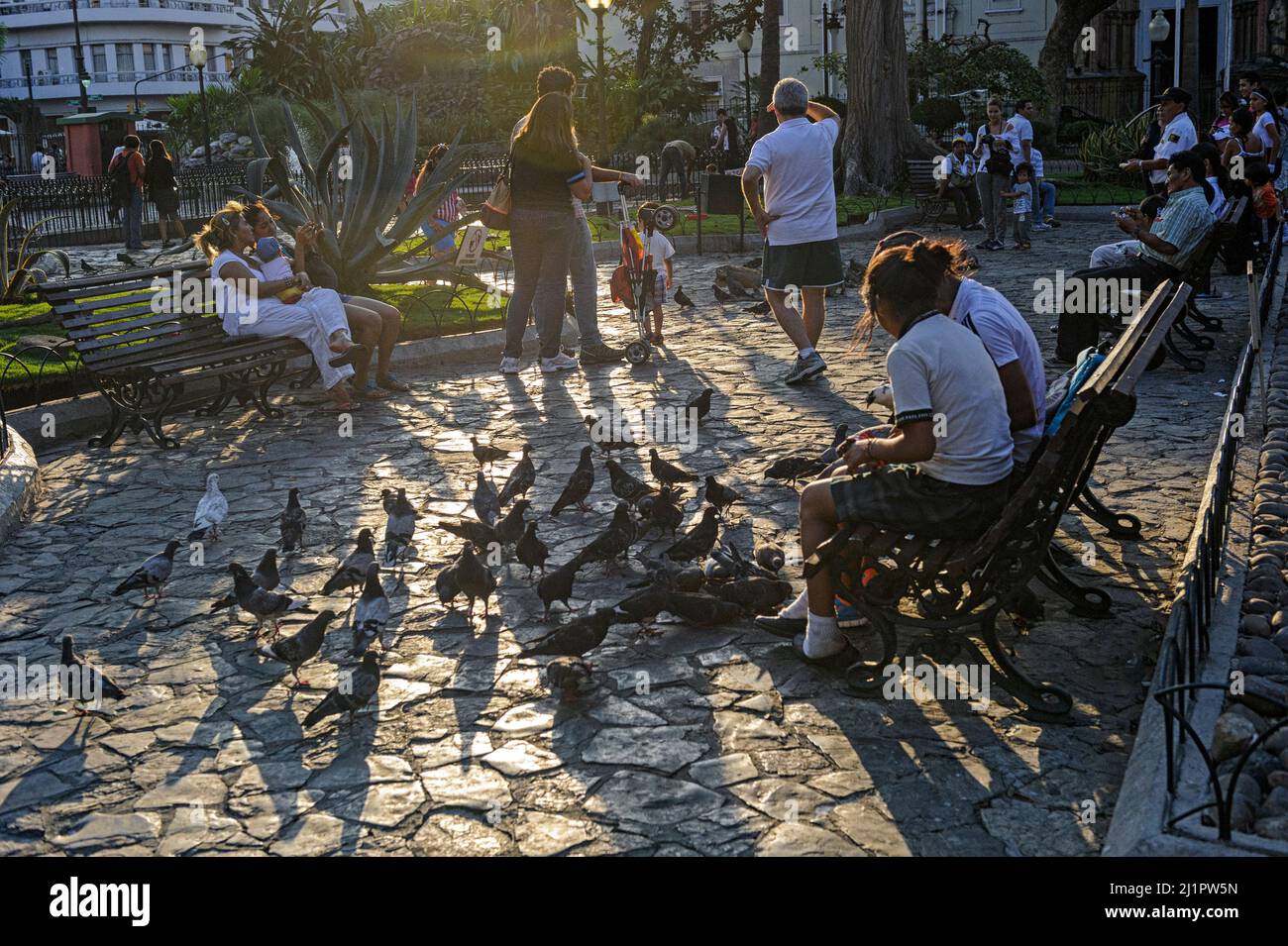Personnes nourrissant des pigeons dans le parc Seminario au coucher du soleil, également connu sous le nom de Parc Iguana, Guayaquil Equateur Banque D'Images