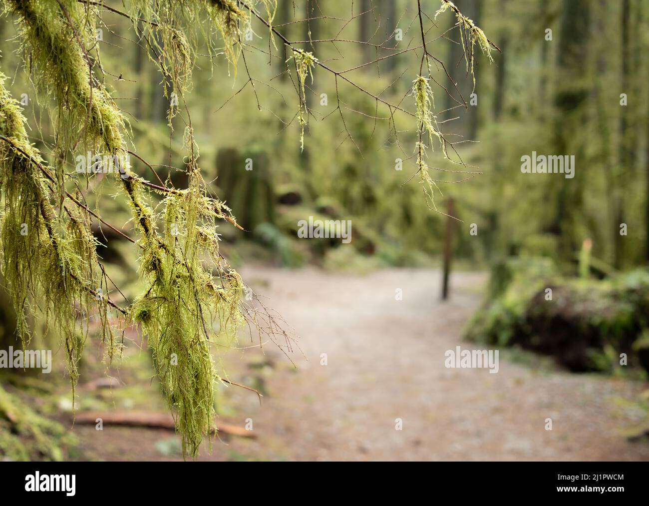 Sentier de randonnée en forêt défoqué et branche d'arbre couverte de mousse suspendue en premier plan. Sentier de randonnée North Vancouver. Forêt naturelle de randonnée ou wi Banque D'Images