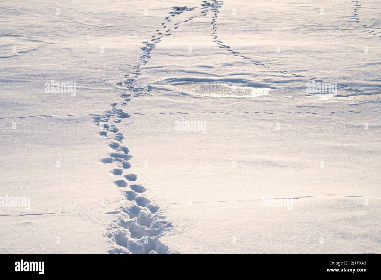 Des rangées d'empreintes de pas et une flaque d'eau glacée sur de la neige fraîche. Banque D'Images
