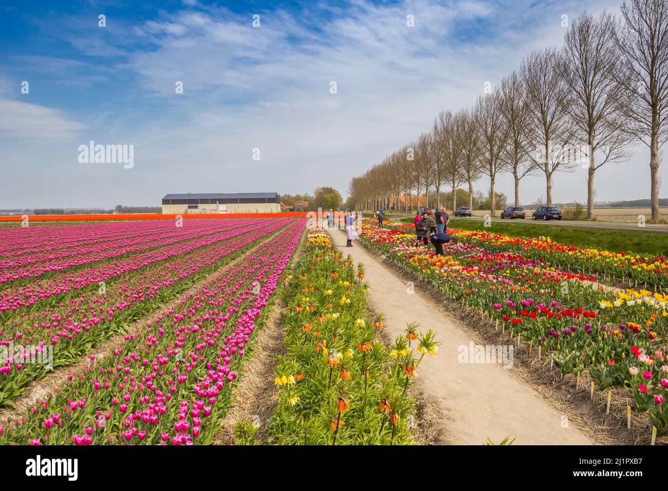 Personnes marchant dans le champ de tulipes au printemps en Hollande Banque D'Images