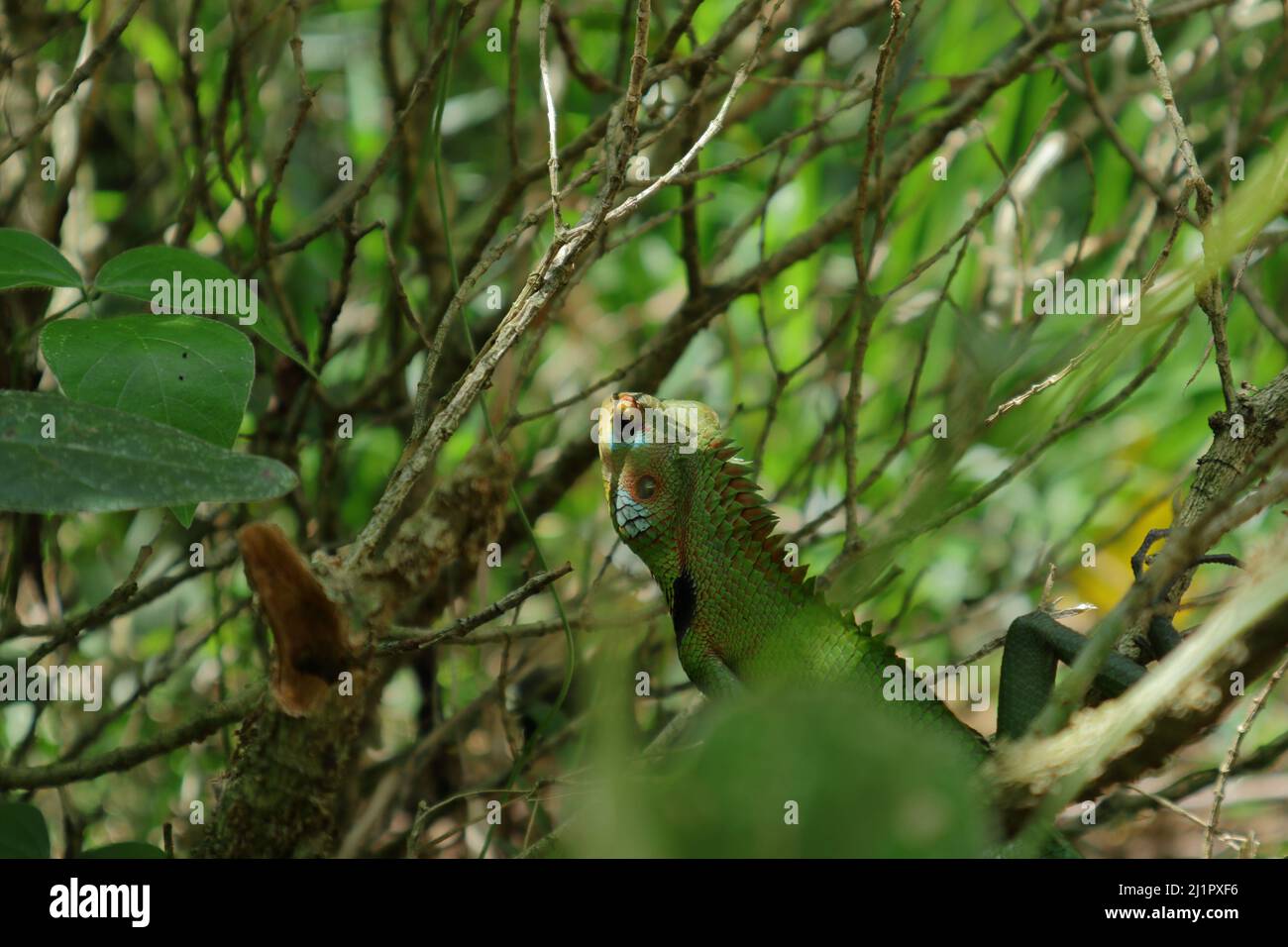 Un lézard commun de forêt verte regardant une proie sur une branche d'arbre Banque D'Images