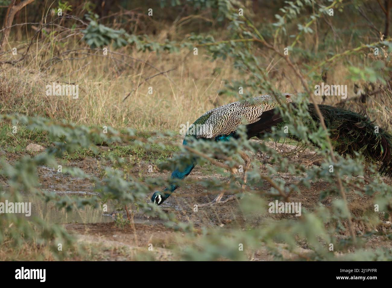 Eau potable de Peacock dans un étang de boue Banque D'Images