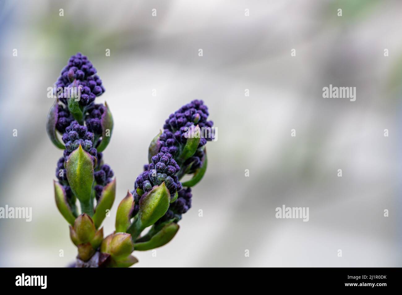 Blooms lilas nouvellement émergents au début du printemps avec de la place pour la copie Banque D'Images