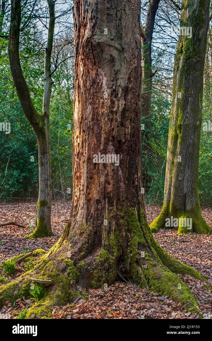Tronc d'arbre très ancien et maintenant mort, criblé de trous de pic dans Ecclesall Woods, ancienne forêt près de Sheffield. Banque D'Images