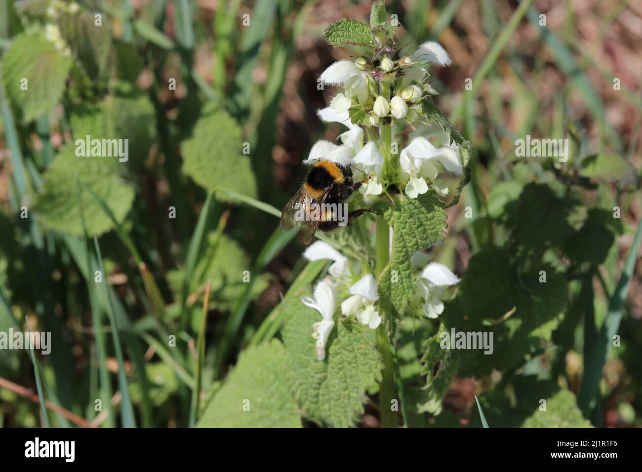 au printemps, une abeille pollinise une fleur blanche d'une ortie blanche sur une bordure herbeuse de la campagne hollandaise Banque D'Images