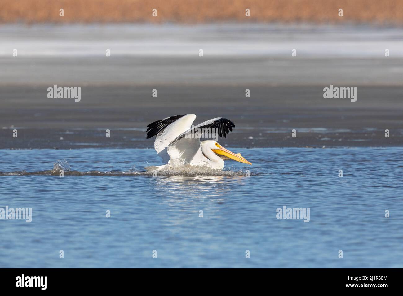 Les pélicans blancs américains (Pelecanus erythrorhynchos) migrent vers le fleuve Mississippi en Iowa à la fin de l'hiver Banque D'Images