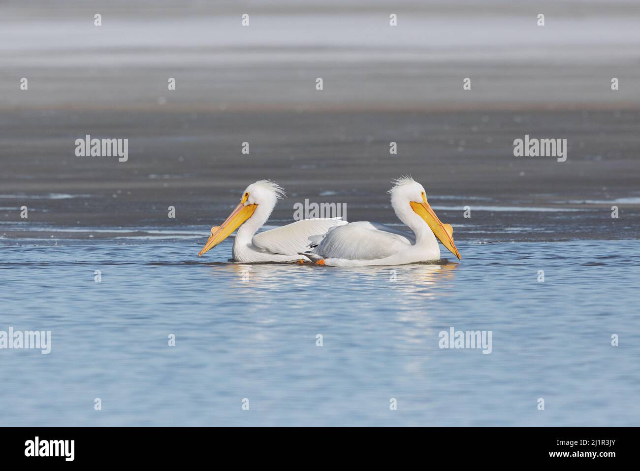 Les pélicans blancs américains (Pelecanus erythrorhynchos) migrent vers le fleuve Mississippi en Iowa à la fin de l'hiver Banque D'Images