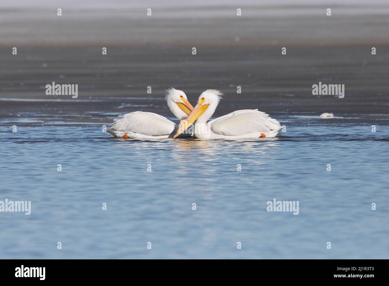 Les pélicans blancs américains (Pelecanus erythrorhynchos) migrent vers le fleuve Mississippi en Iowa à la fin de l'hiver Banque D'Images