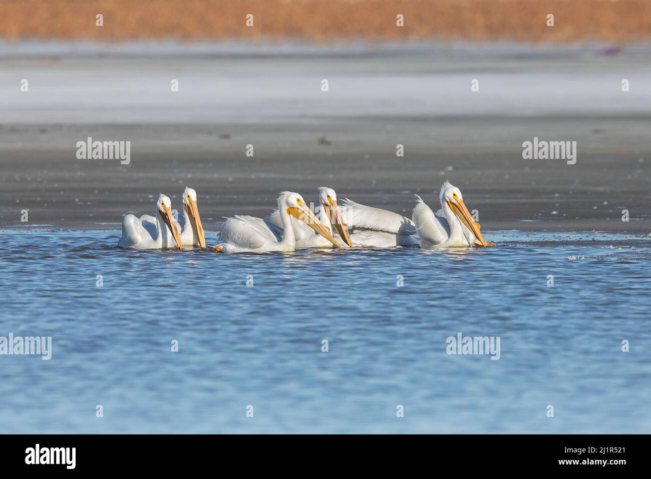 Les pélicans blancs américains (Pelecanus erythrorhynchos) migrent vers le fleuve Mississippi en Iowa à la fin de l'hiver Banque D'Images