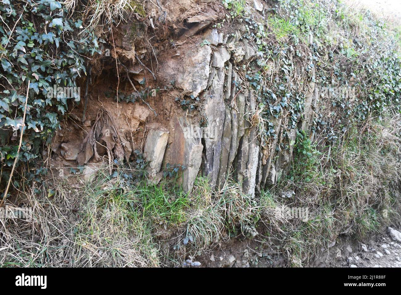 Un mur en pierre de Cornouailles bordant une voie près de Tintagel.l'effondrement partiel permet de voir la construction de dalles de pierre locales posées verticalement, soutenu par Banque D'Images