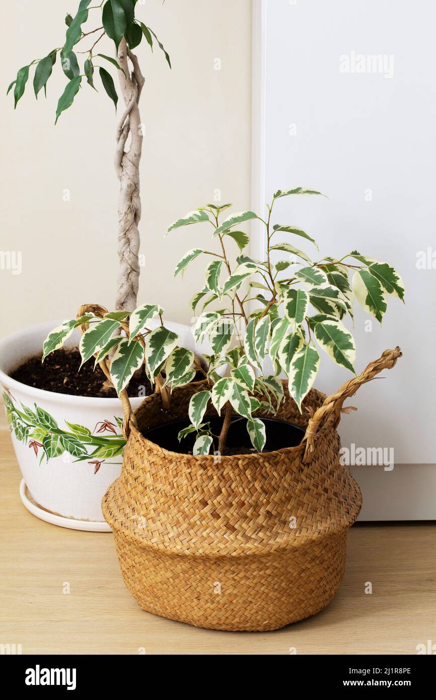 Ficus variegated dans un panier en osier et les troncs de Ficus tressés. Banque D'Images