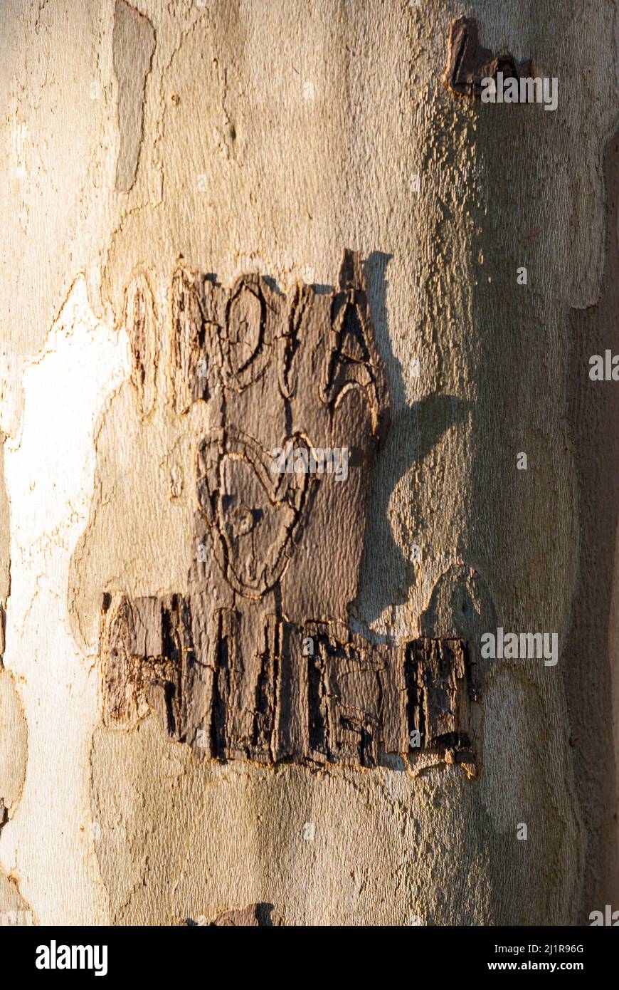 Noms de l'amour et coeur des amoureux écrits sculptés sur l'écorce d'un tronc d'arbre Banque D'Images