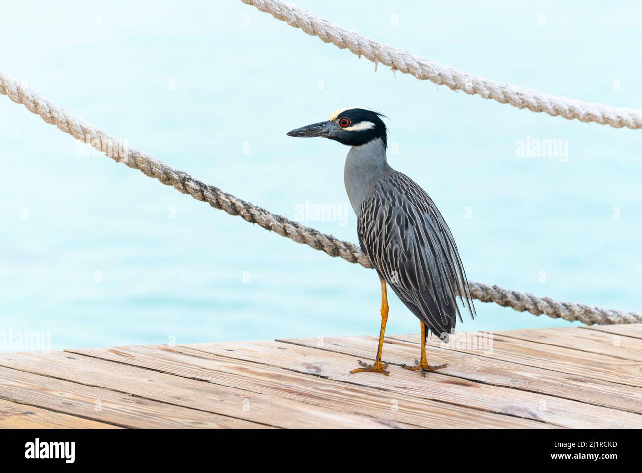 Magnifique oiseau tropical sur le fond de la mer des Caraïbes en République dominicaine. Espèces de faune menacées. Photo de haute qualité Banque D'Images