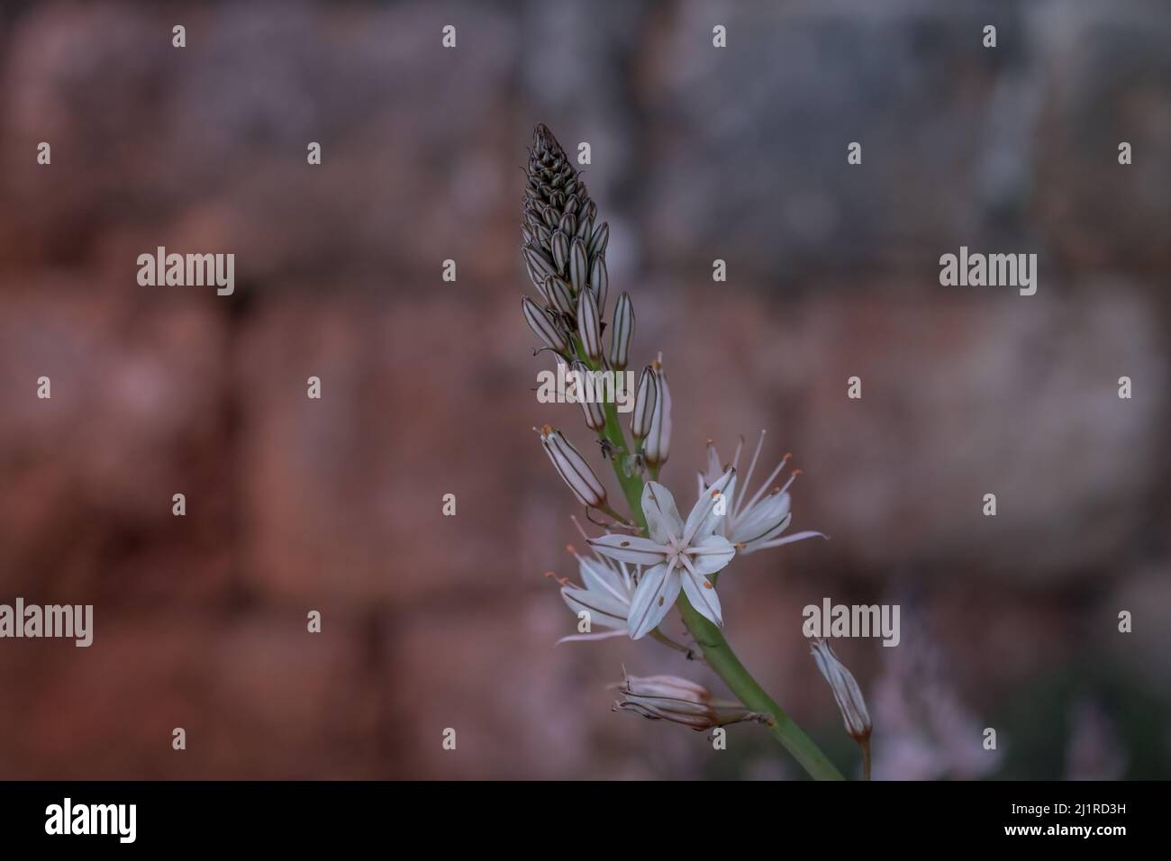 Fleur d'Asphodelus ramosus (asphodel ramifié) Banque D'Images