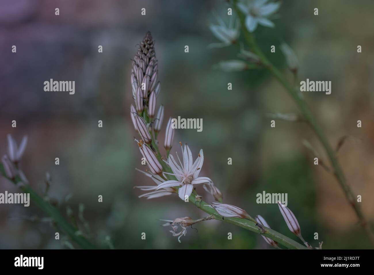 Fleur d'Asphodelus ramosus (asphodel ramifié) Banque D'Images