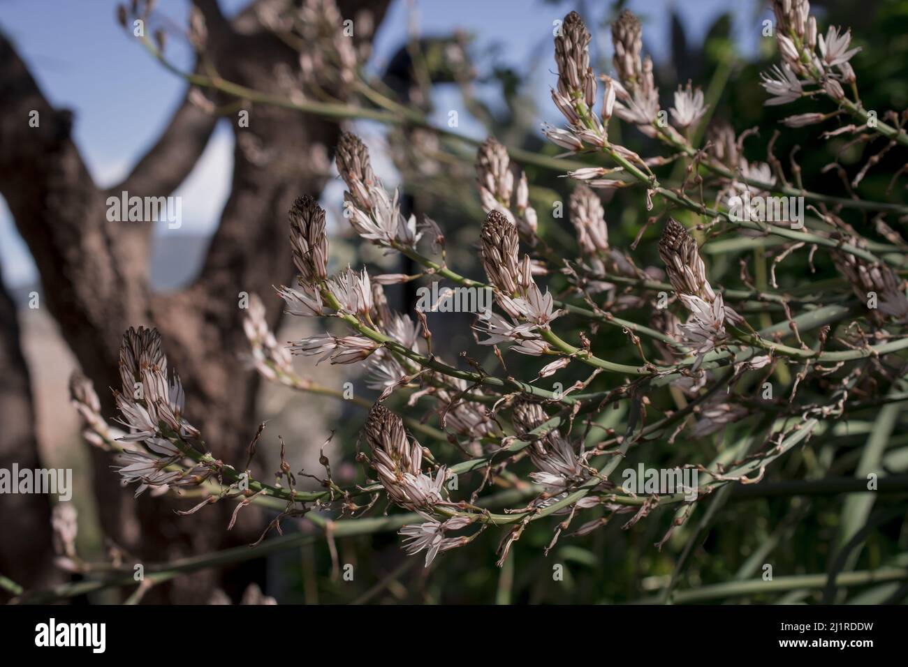 Fleur d'Asphodelus ramosus (asphodel ramifié) Banque D'Images